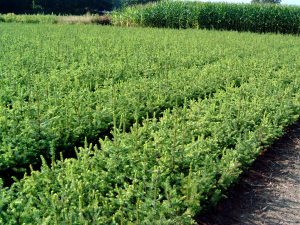 MEDION DIGITAL CAMERA