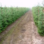 `Cupress.-`Leylandi.mid