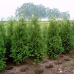 Thuja-brabant.mid