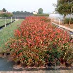 photinia-fr.-`Red-Robin`.mi