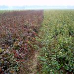 `rode-en-groene-beuk.mid